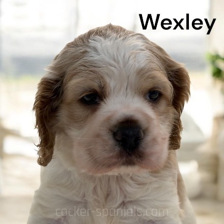 puppy, for, sale, Cocker Spaniel, Joe & Cherri  Overlease, dog, breeder, Miller, MO, dog-breeder, puppy-for-sale, forsale, nearby, find, puppyfind, locator, puppylocator, aca